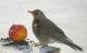 Vogelfutter selber machen: Feine Äpfel für Weichfresser