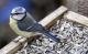 Vogelfutter selber machen: Gesunde Körnermischungen