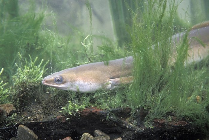 Der Bestand des Europäischen Aals ist stark gefährdet