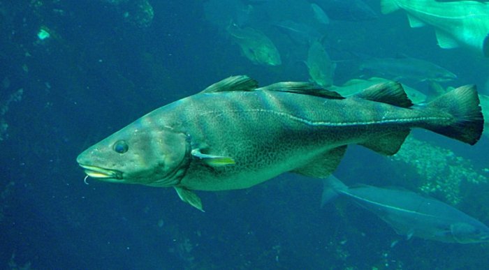 Bedrohte Fischarten: Der Kabeljau oder Dorsch