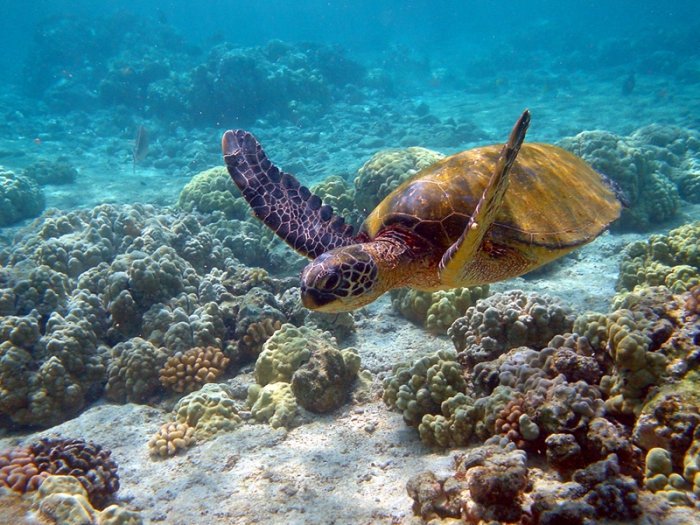 Meeresschildkröten zählen leider zu den vom Aussterben bedrohten Meeresbewohnern