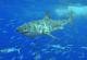 Bedrohte Fischarten: Der weisse Hai