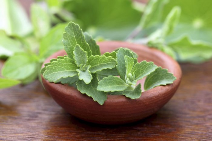 Zuckerarten: Stevia als kalorienfreies und intensives Süssungsmittel