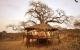 Baumhäuser: Tarangire Treetops in Tansania