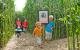 Ausflugsziel Erlebnisbauernhof: Mais-Dschungel in Winikon