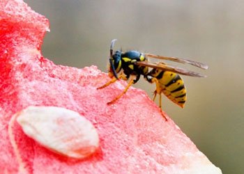 Hausmittel gegen Stechmücken als natürlicher Insektenschutz