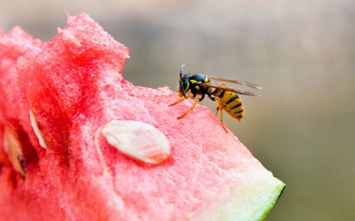 Mit Früchten Wespen weglocken ist ein natürlicher Insektenschutz