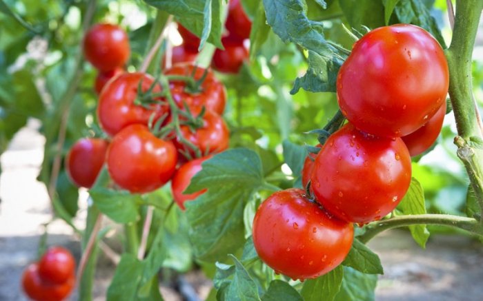Tomaten-Pflanzen halten Insekten auf Abstand