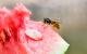 Natürlicher Insektenschutz: Süsse Früchte locken Wespen an