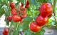 Natürlicher Insektenschutz: Der Duft von Tomaten hilft