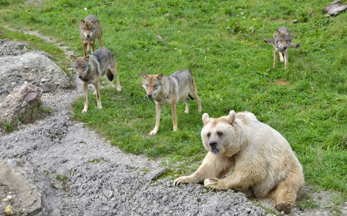 Im Tierpark Goldau finden Bären und Wölfe zusammen