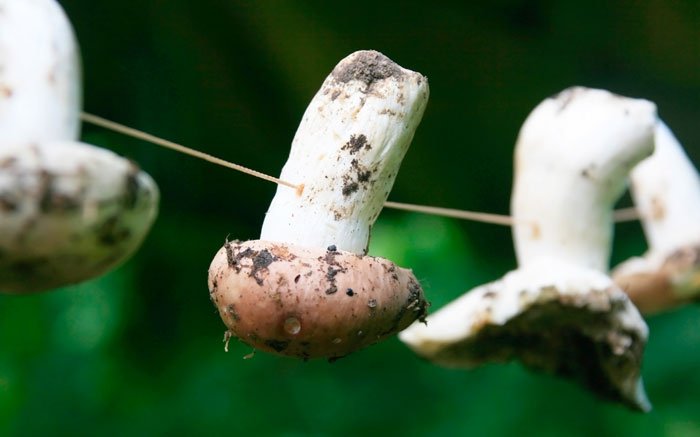 Die einfachste Konservierung-Methode: Pilze an der Luft trocknen