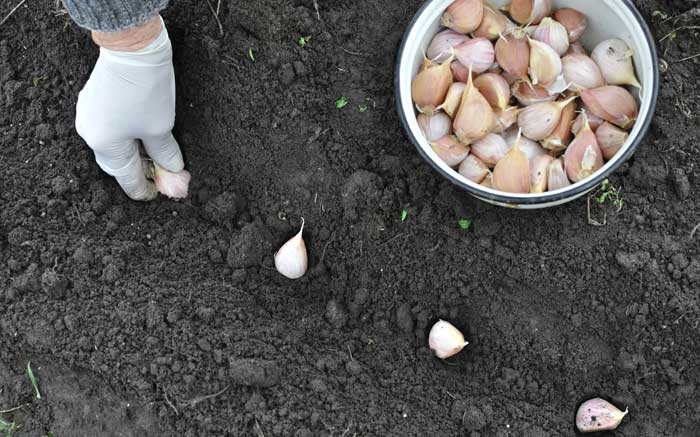 Knoblauch im Oktober anbauen: Schon im Frühjahr eigene Knollen ernten
