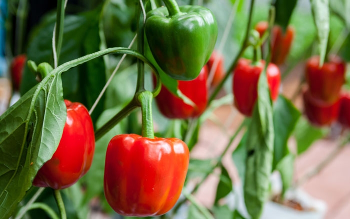 Paprika-Setzlinge im März setzen: Zartes Gemüse von August geniessen