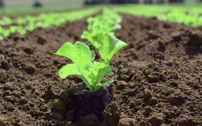 Der beste Monat Pflücksalat anzubauen: Im Juli die vorkultivierten Pflanzen setzen