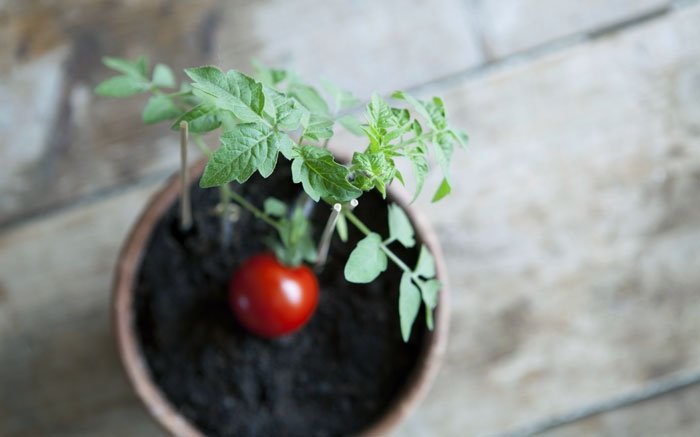 Im Juni die beliebten Tomatenpflanzen im Garten oder in Kübeln pflanzen