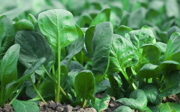 Pflanzkalender: Frische Spinat-Blätter monatelang zu Hause geniessen