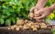 Pflanzkalender: Kartoffeln von März bis Juni pflanzen