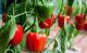 Pflanzkalender zur Indoor-Anzucht: Zarte Paprika im März selber aussäen