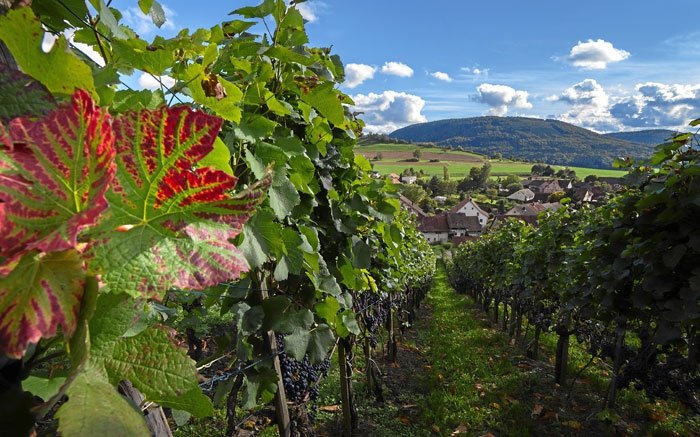 Weinwanderung in der Ostschweiz, zwischen Schaffhausen und Bodensee