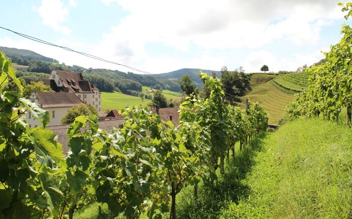 Weinwanderung entlang der Genuss-Strasse des Juraparks