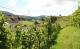 Weinwanderung in der Schweiz: Die Genuss-Strasse des Juraparks