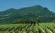 Weinwanderung im mediterranen Tessin: Genuss pur