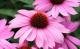 Echinacea ist Balkonblume und Heilpflanze zugleich