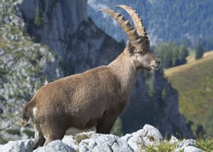 Leben im Nationalpark Schweiz: Tiere in der Wildnis