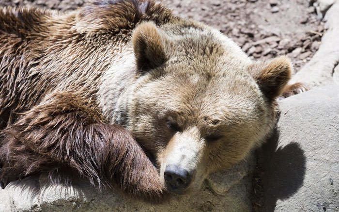 Der Nationalpark Schweiz erinnert an einst heimische Braunbären