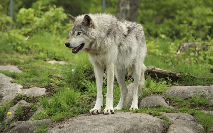 Der Wolf ist willkommen im Nationalpark Schweiz