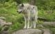Nationalpark Schweiz: Rückkehr der Wölfe