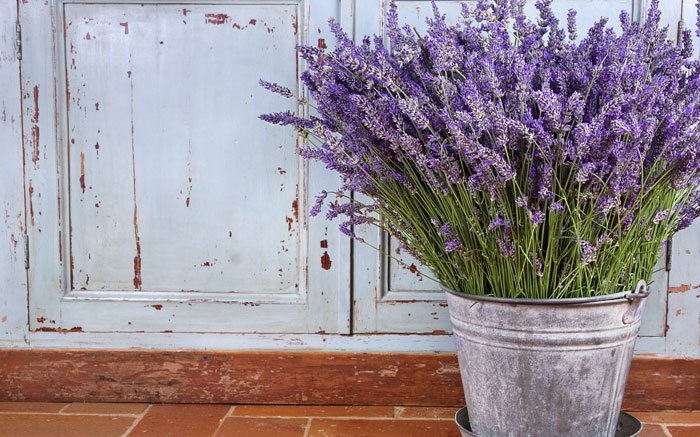 Lavendel vertreut sommerlichen Duft im mediterranen Garten