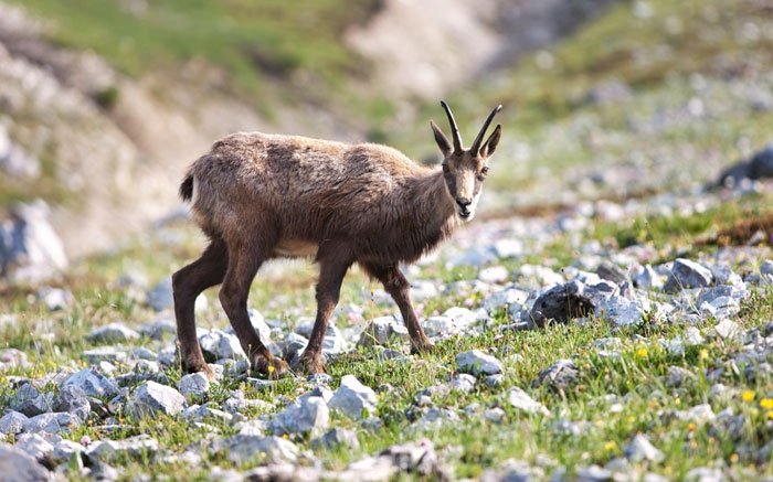 Nationalpark Schweiz: Tiere beobachten auf dem Margunet