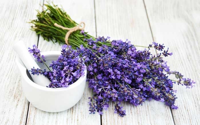 Heilkräuter zur Beruhigung und Entspannung: Lavendel