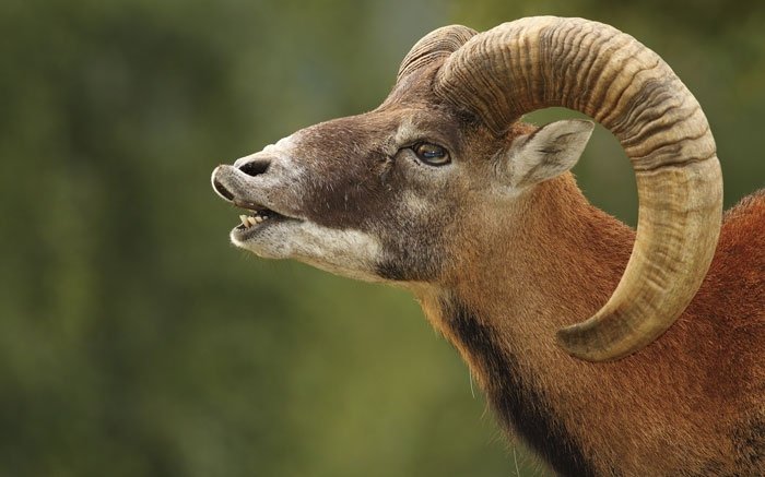 Horn um Horn: Mufflons führen im Herbst zehrende Rangkämpfe aus