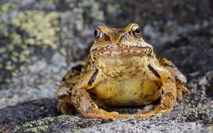 Ein eher ruhiger Gast im Garten: Der Grasfrosch