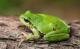 Amphibien in der Schweiz: Der Laubfrosch