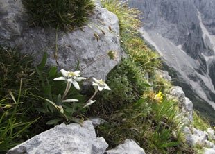 Farbtupfer zwischen Felsen: Die schönsten Alpenblumen