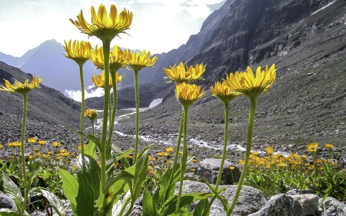 Alpenblumen wie die Arnika freuen sich auch auf ungesäte Almwiesen