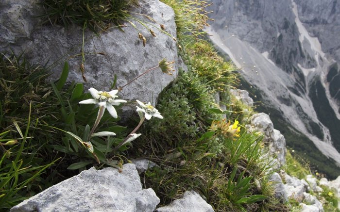 Das Edelweiss: Alpenblume und Markenzeichen der Schweiz