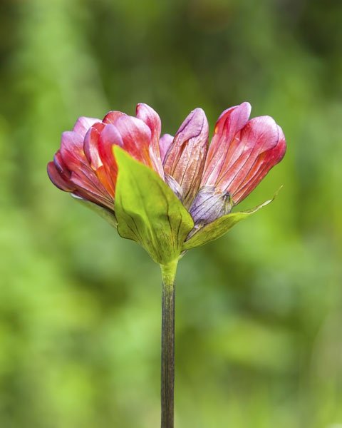 Der Purpur-Enzian: Alpenblume mit geringen Bedürfnissen