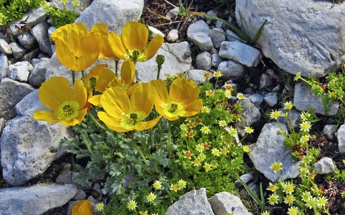 Alpenblumen in lebensfeindlicher Umgebung - der Gelbe Alpen-Mohn
