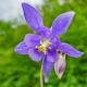 Als Alpenblume ist die Akelei schön und leider auch gefährdet