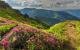 Alpenblumen wie die Alpenrose werden sogar in Liedern besungen