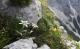 Alpenblumen der Schweiz: Edelweiss - bekannteste Alpenpflanze