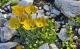 Alpenblumen in lebensfeindlicher Umgebung - der Gelbe Alpen-Mohn