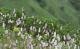 Alpenblumen, die einer Zahnbürste ähneln - der Schlangen-Knöterich