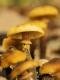 Pilze in der Schweiz: Der Honiggelbe Hallimasch