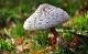 Pilze in der Schweiz: Der Gemeine Riesenschirmling